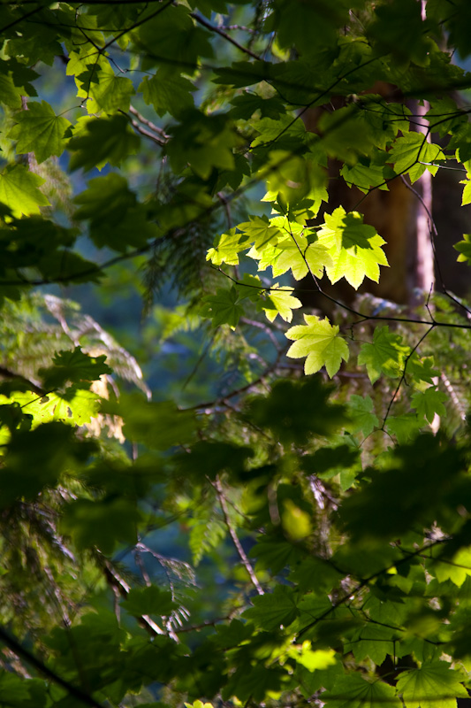 Leaves In Sunlight